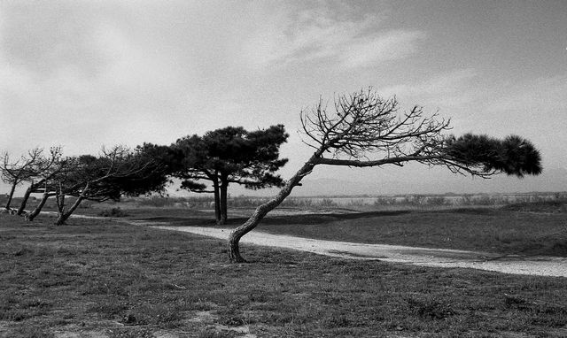 Arbres 2