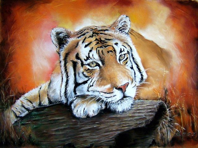 tigre au repos