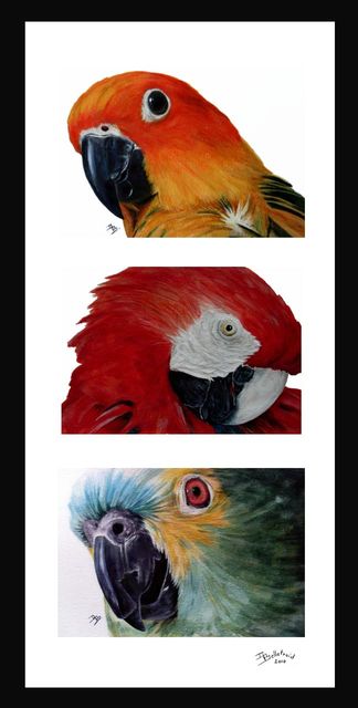 Les perroquets Triptyque 