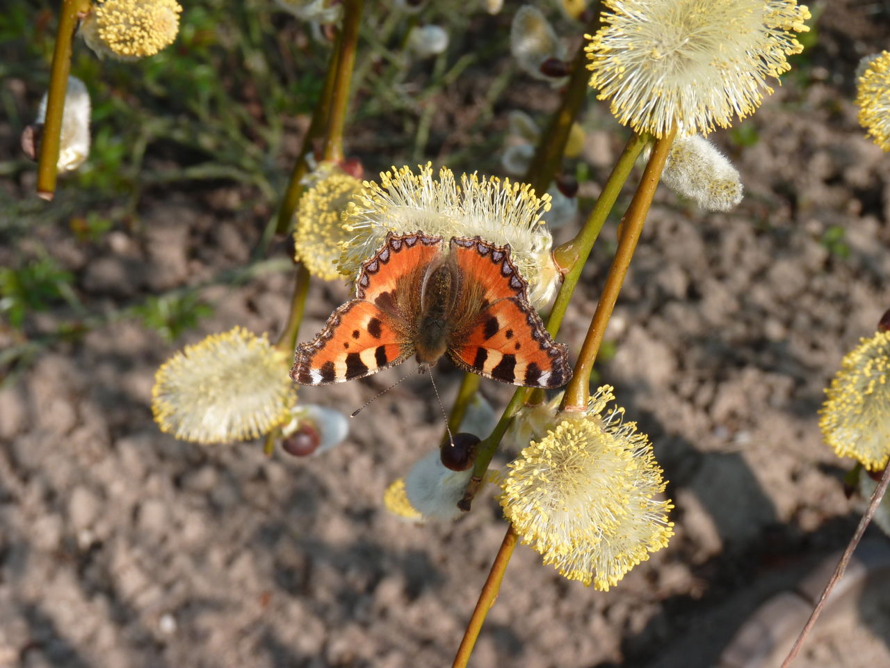 LEPOLSK MATUSZEWSKI PAPILLON