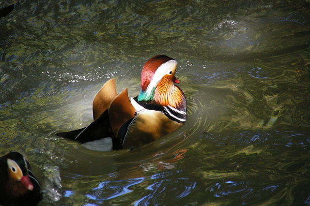 Zoo De Beauval
