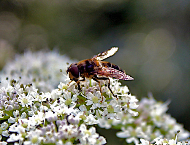 Nectar