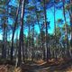 9⁹Niklas DC - Papier pin des Landes