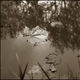 ABELOUS-AZEMA - feuilles sur l eau