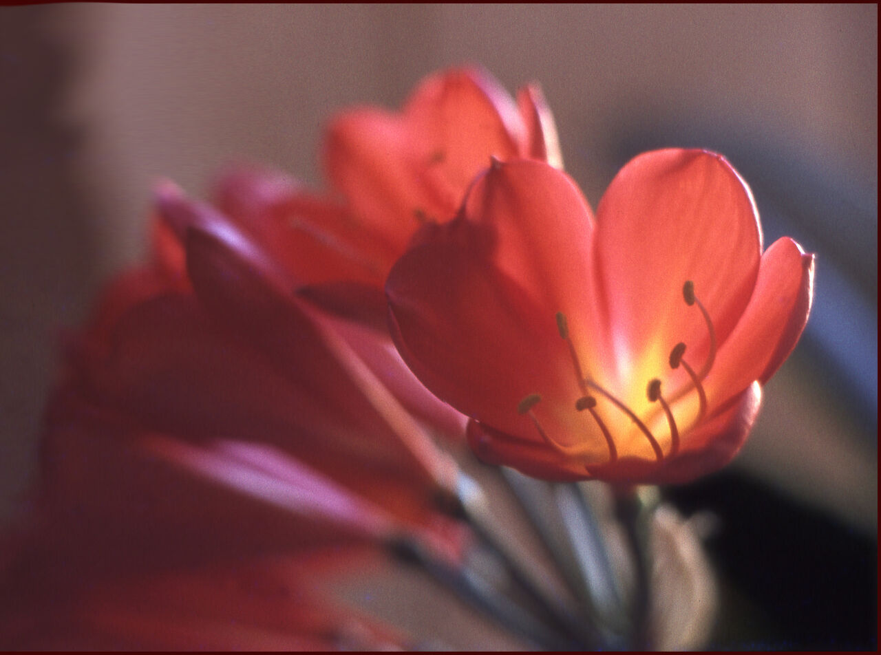 ABELOUS-AZEMA fleur rouge