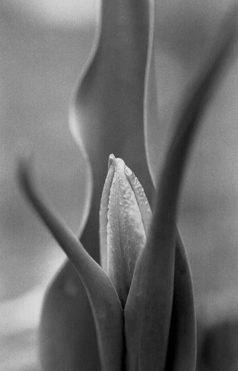 ABELOUS-AZEMA Tulipe n°1