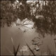 ABELOUS-AZEMA - 2013 feuilles sur l eau