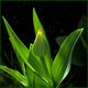 ABELOUS-AZEMA - 2023 tulipe