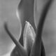 ABELOUS-AZEMA - Tulipe n°1