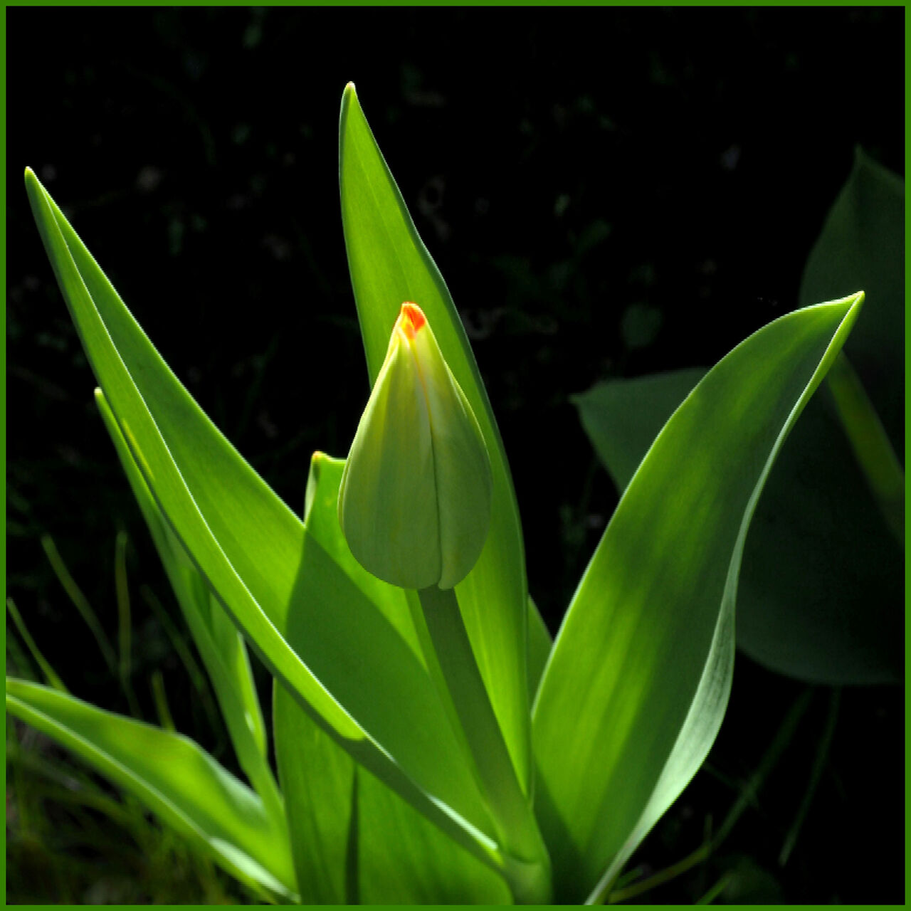 Abelous Azema tulipe