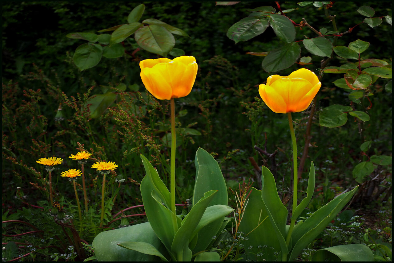 Abelous Azema Tulipes et 4 pissenlits