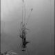 Abelous Azema - 1968-1ere photo