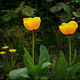 Abelous Azema - Tulipes et 4 pissenlits