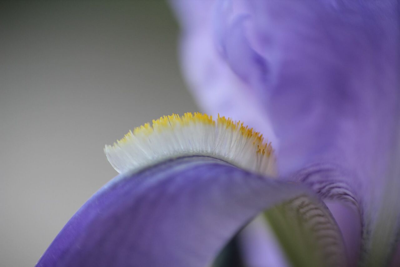 Alain LAURENT Coeur d'Iris