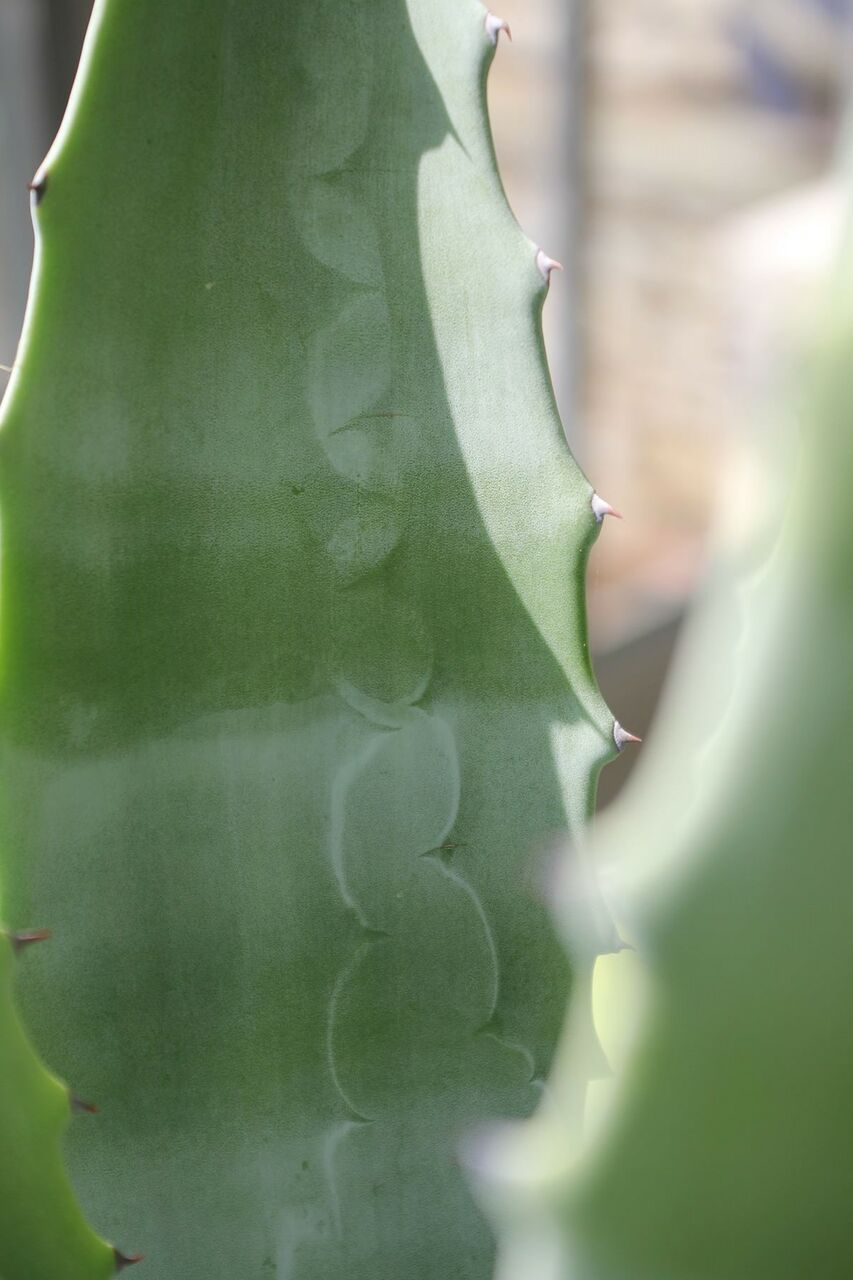Alain LAURENT Veine de cactus