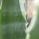 Alain LAURENT - Veine de cactus