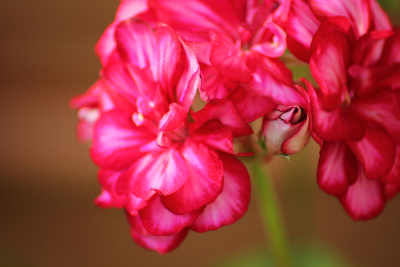Alain LAURENT Geranium