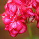 Alain LAURENT - Geranium
