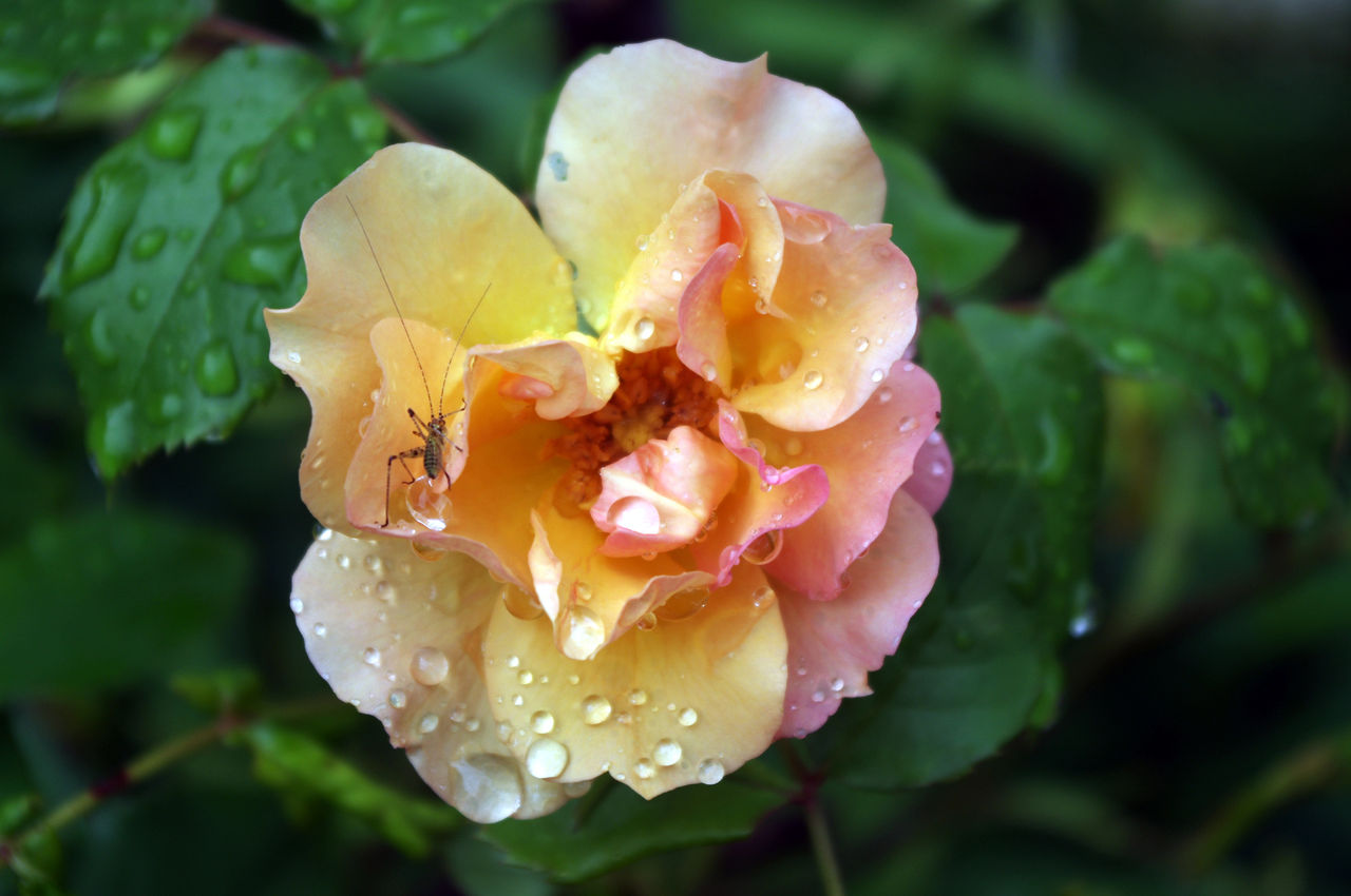 ARESLANIAN Berge La rose et la sauterelle