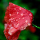 ARESLANIAN Berge - Coquelicot après la pluie