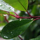 ARESLANIAN Berge - Goutte d'eau 1