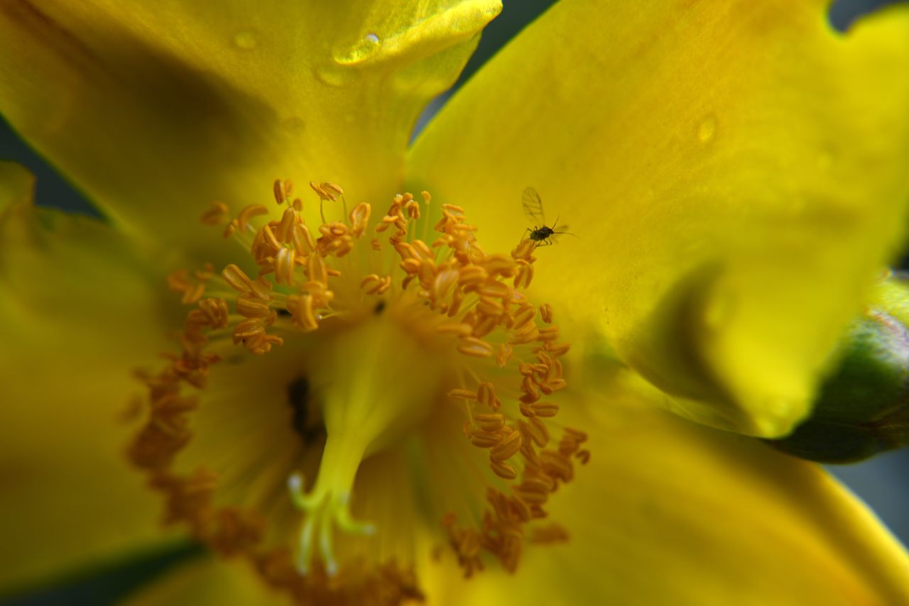 ArtPhoto fleure et moucheron