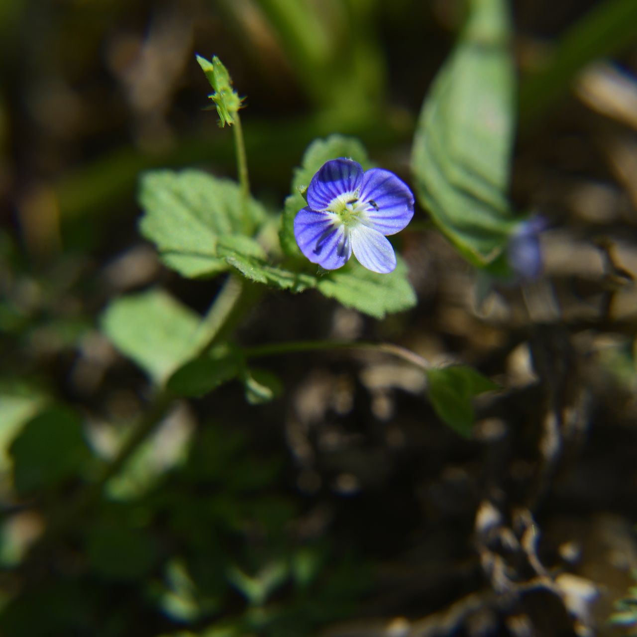 ArtPhoto petite fleur bleue