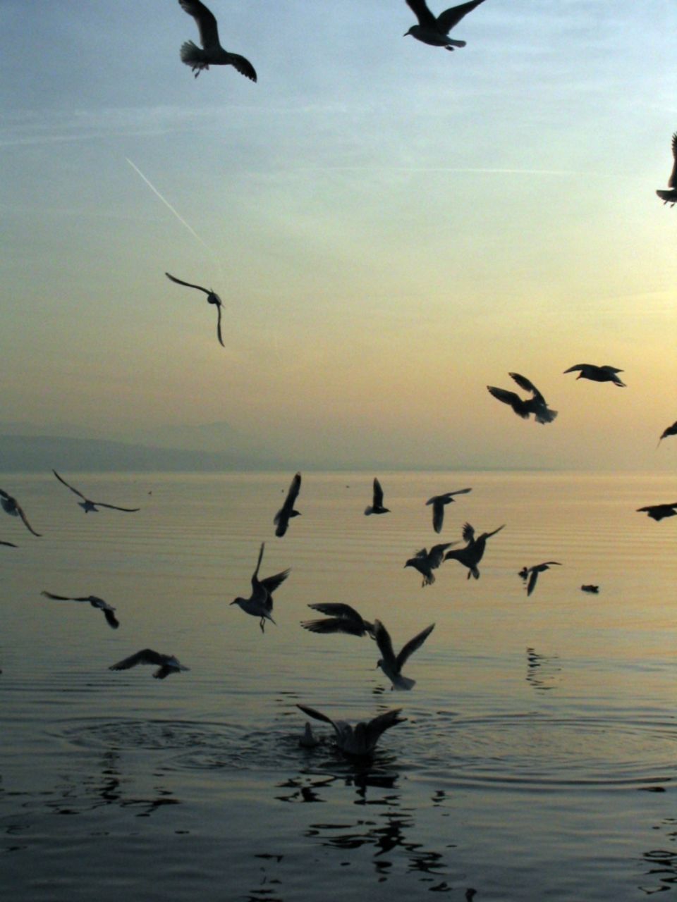 Basile Châtelain symphonie des oiseaux du lac