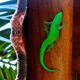 Basile Châtelain - gecko vert