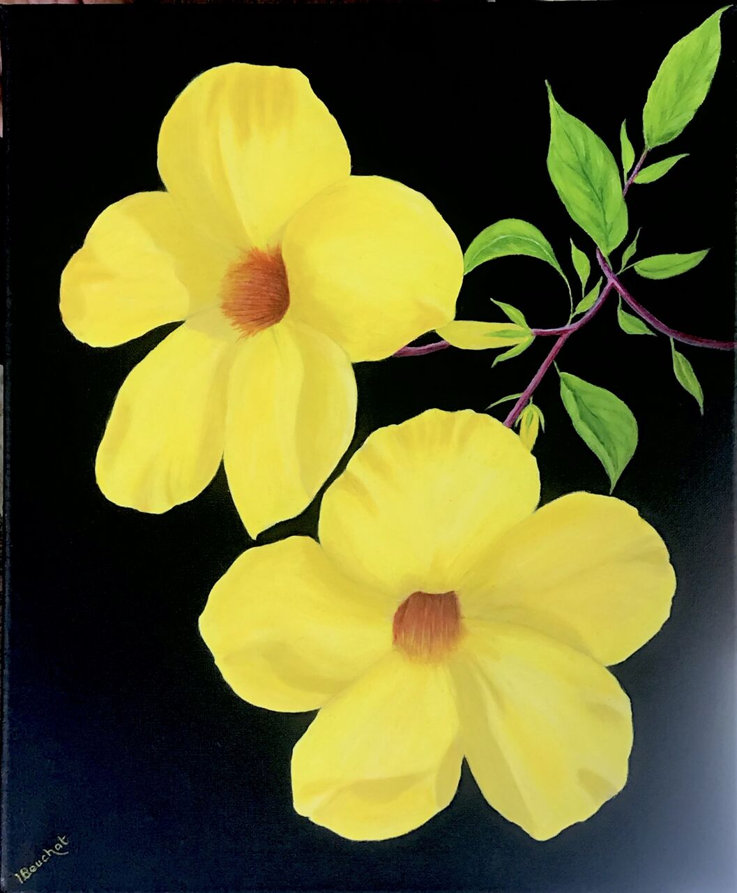 Beuchat liliane  Allamanda jaune