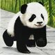 Beuchat liliane - petit panda 40-40 huile
