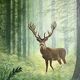 Beuchat liliane - un cerf dans les bois