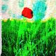 CHAR Jean - Solitude d'un Coquelicot