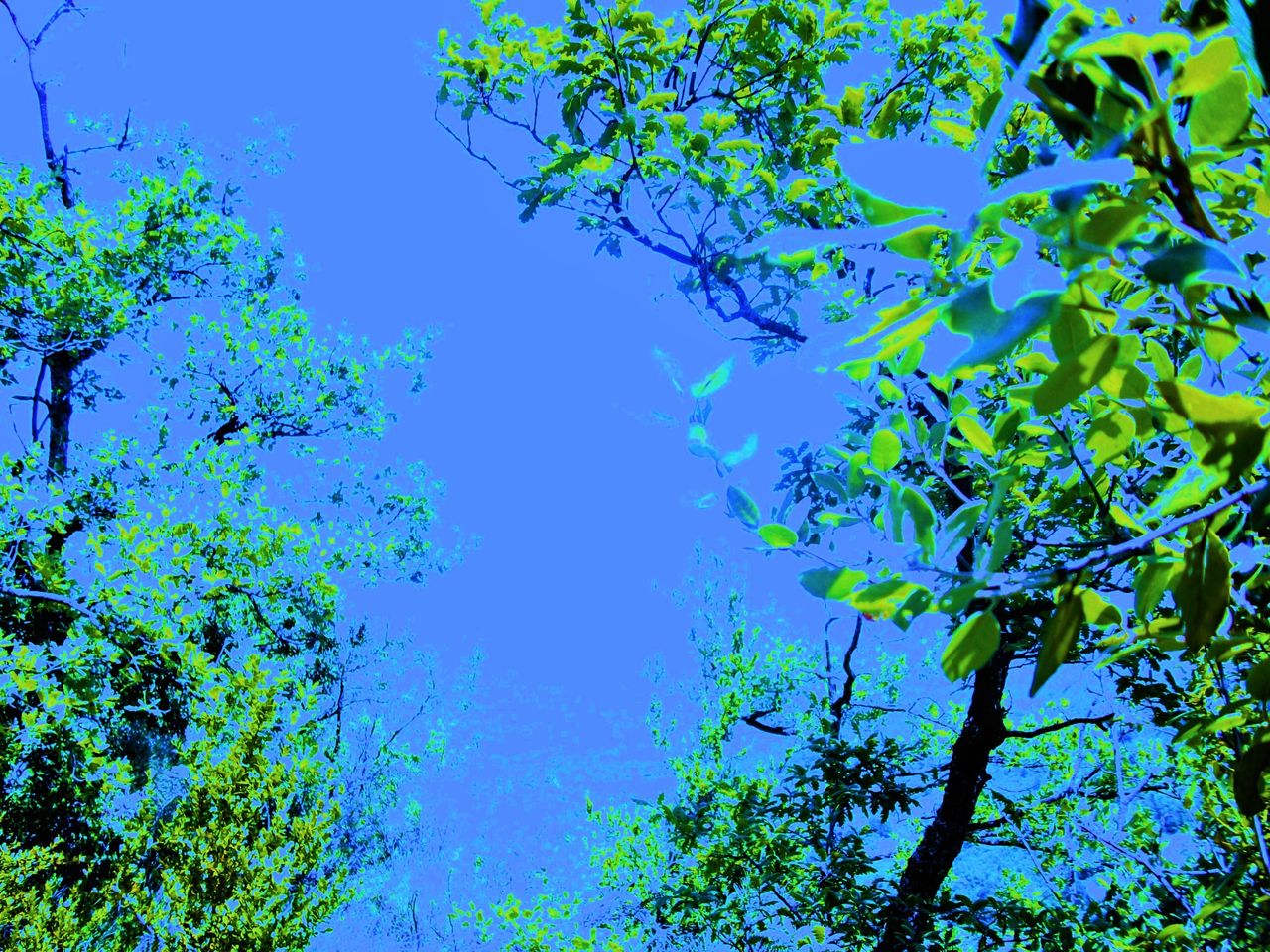 CHAR Jean Bleu-Vert