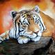 Daniel Riba - tigre au repos