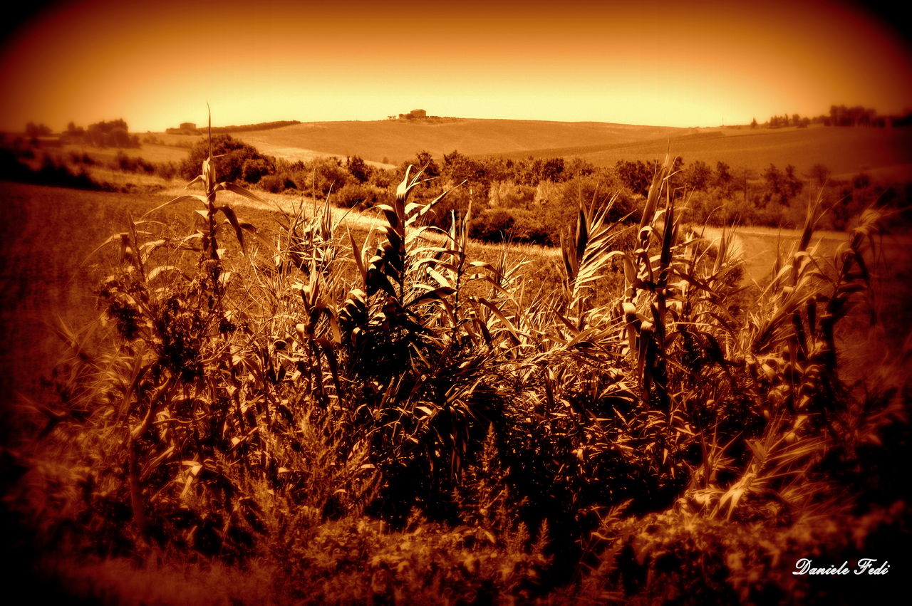 DANIELE FEDI  Golden Corn In The Fantastic Countryside Of Tuscany