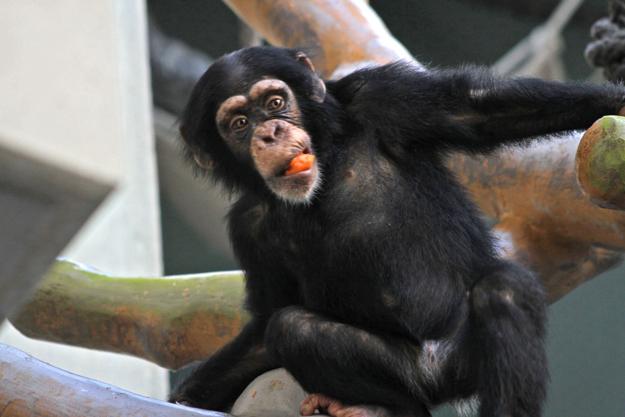Didier Harmant Bébé chimpanzé