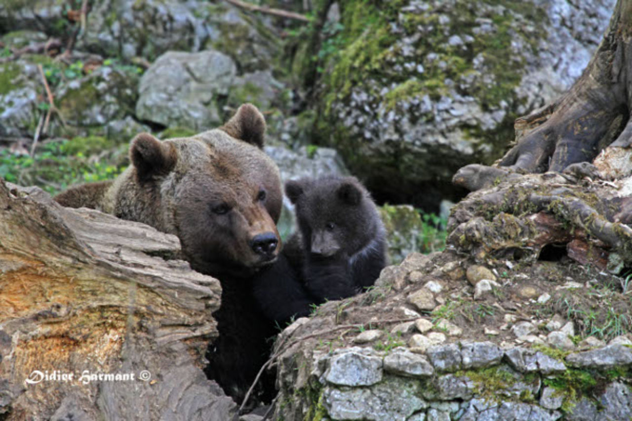 Didier Harmant Maman ours et son petit