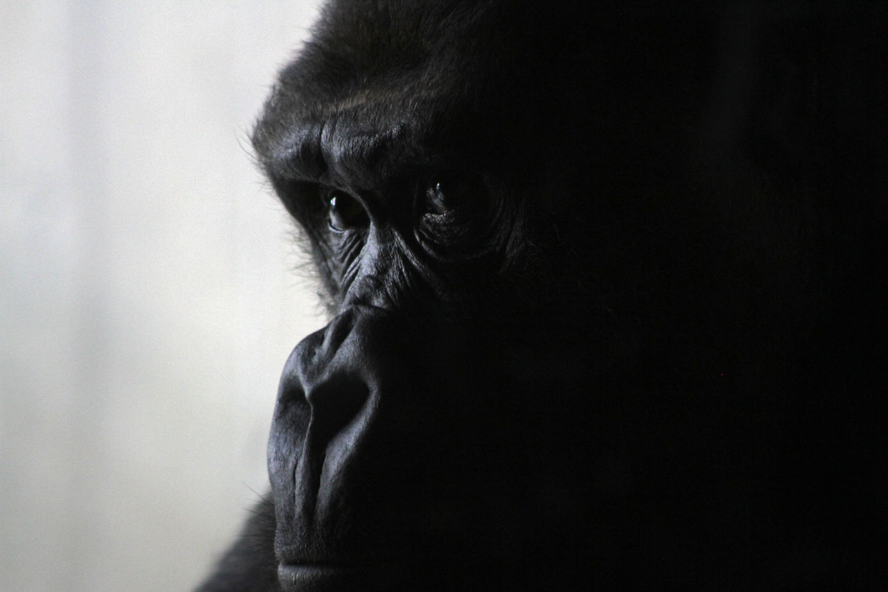 Didier Harmant Portrait de Gorille