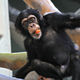Didier Harmant - Bébé chimpanzé