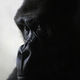 Didier Harmant - Portrait de Gorille