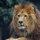 Didier Harmant - Portrait lion