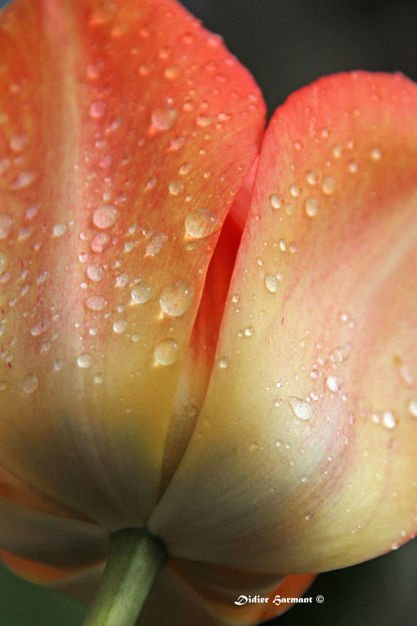 Didier Harmant Tulipe aprés la pluie