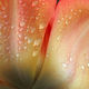 Didier Harmant - Tulipe aprés la pluie