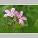 GRAVOUIL Christian - IMG_2329-1