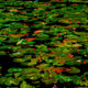 JB PHOTOART - 070617183_1