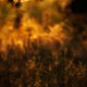 JB PHOTOART - 110529_0028_E 5