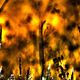 JB PHOTOART - 110529_0032_E 5_01