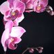 laure-anne barbier - orchidée