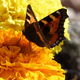 Michele martin - Le papillon et la fleur.